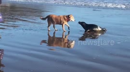 Seal emerges from sea to share Valentine's Day kiss with canine