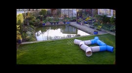 Sam's 1st swim - Sam tries to catch a Jackdaw and fails.