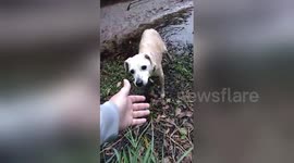 Woman rescues abandoned dog on her morning commute