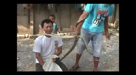 Hunting Thousands of Poisonous Snakes