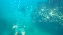 Sealion playing under water Galapagos Islands San Cristobal