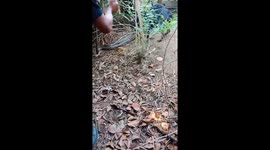 Python attacked by three pet Rottweilers