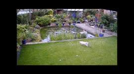 Penny's 1st swim - Sam and Penny try to catch a Dragonfly and fail.