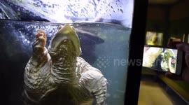 Albino alligator snapping turtle sees itself in an iPhone
