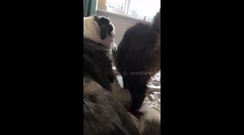 This cat and dog are the best of friends! They love seeing each other even after a few weeks!