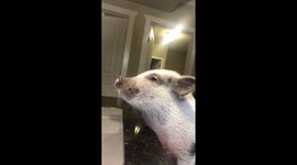 Mini pig using a computer