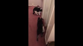 Puppy meets cat for the first time and gets scared
