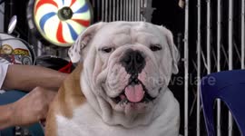 Bulldog and owner relaxing