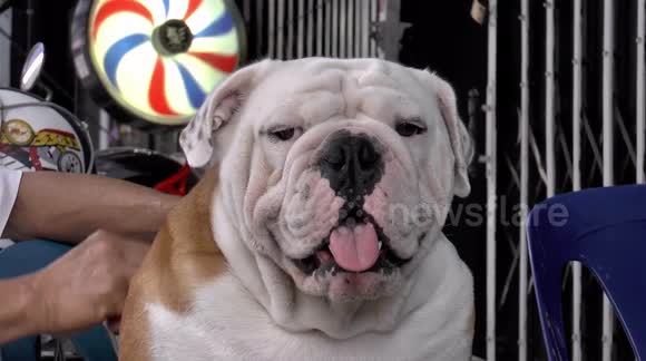 Bulldog and owner relaxing