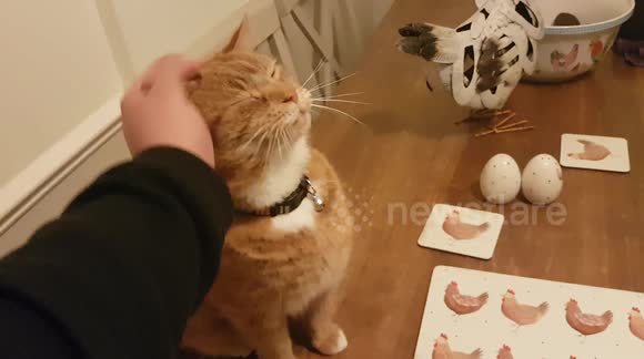 My cat, Honey greeting me as I come home. Cuteness overload!