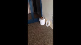 Dog left in a bucket in front of the building