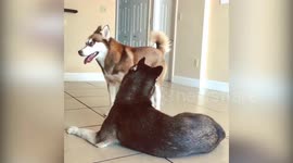 Husky time - Half of the day consists of this