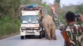 Elephant causes traffic chaos after stopping trucks to steal food