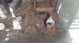 When chicken and cobra are friend in zoo,  mean while they are food by snake