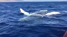 Humpback whale puts on show for tourists off the coast of Maui