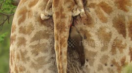 Friendly bird provides crucial cleaning service to giraffe