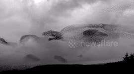 Thousands of starling preform their sky-dance against a moody sky