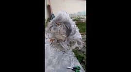 Budgie with only a few months to live