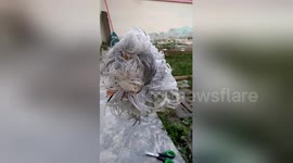 Newsflare Edit - Budgie with only a few months to live