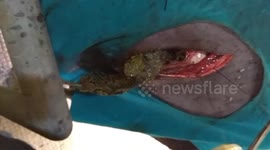 80 kg plastic waste removed from stomach of eight year old cow in India