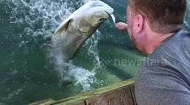 AMAZING SLOW MOTION TARPON HAND-FEEDING!!!