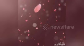 Newsflare Edit - Cute love song with love theme.