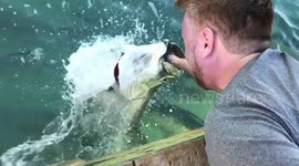 Amazing slow motion footage of hand-feeding a giant fish