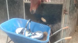 A horse rocks a baby