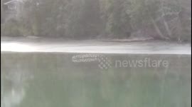 Small group of Dunlins (sand piper like) racing back and forth just above the surface of the water.