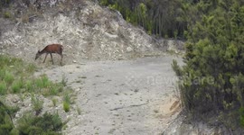 Deer jumps with fright after missed shot