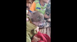 Mutant baby pig with trunk like an elephant