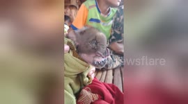 Newsflare Edit - Mutant baby pig with trunk like an elephant