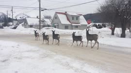 Only in Canada: Herd of deer obeys stop sign