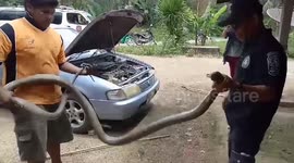 Man finds King Cobra inside car engine