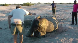 Elephant rescue did not go well