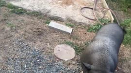Hero of Hurricane Harvey: Paty Pig- the belly rub!