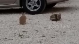 Wild Calico Bunnies