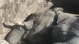 Tragic demise of baby elephant rescued by safari tourists