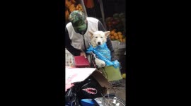 Elderly man protects his devoted dog from the rain with plastic bag