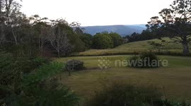 Australian Scrub turkeys [Brush turkeys] en masse!