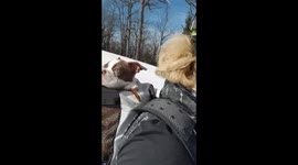 Aston the snowboarding dog