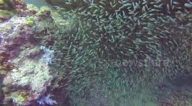 Scuba Thailand 2017 with IQ Dive. Large Manta Ray's up close