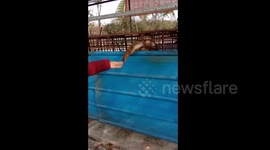 安徽六安：野生动物展现场 猴子发怒