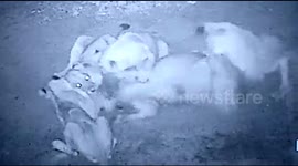 Lionesses feast on cow in western Indian industrial area