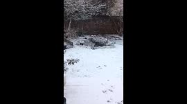 Puppy experiences snow for the first time
