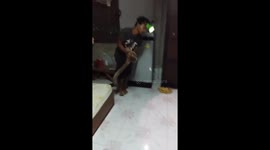 20ft long king cobra hiding under the kitchen cupboard