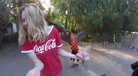 Watch 2 birds give a woman a huge scare when they fight over food