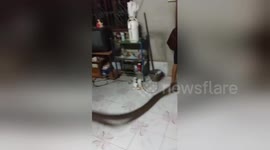 20ft long king cobra hiding under kitchen cupboard