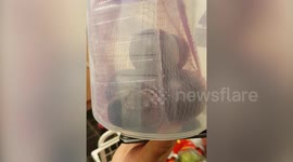A mother of two claims she was horrified to find a LIVE rat trapped inside a SEALED packet of Aldi plums.