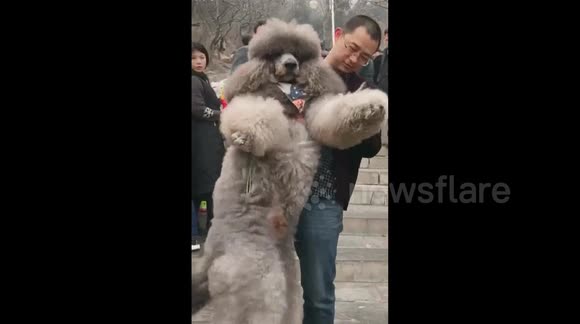 chinese poodle